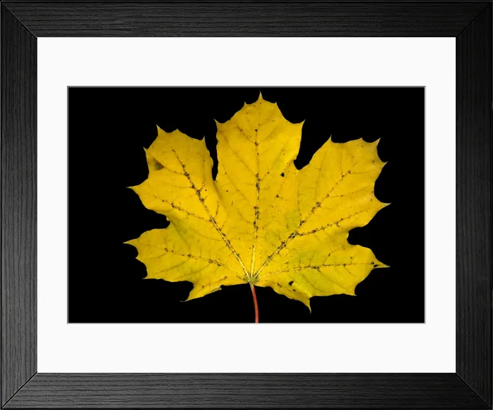 Framed Print : Maple Leaf Framed Print : Maple Leaf