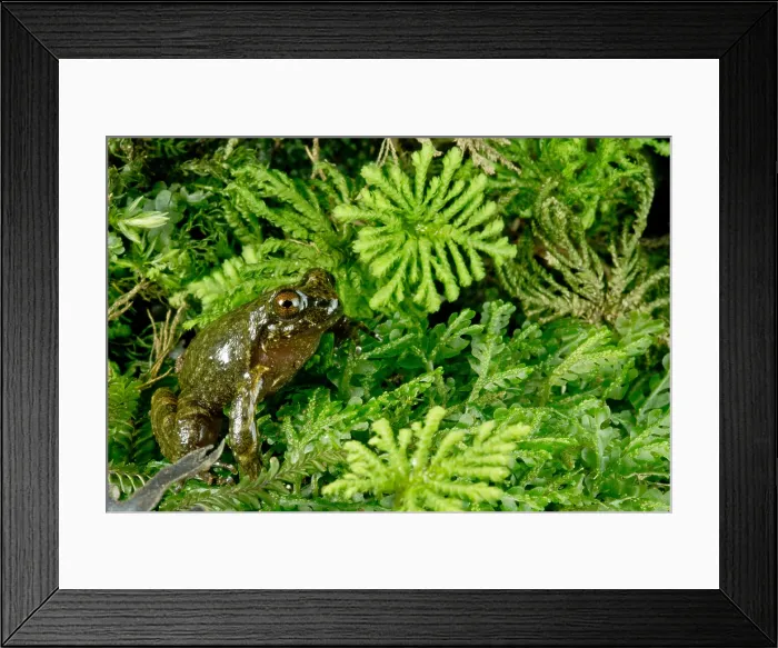 Framed Print : Mehuin Green Frog