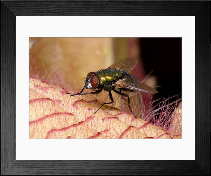 Framed Print : Fly on Carrion Flower Framed Print : Fly on Carrion Flower