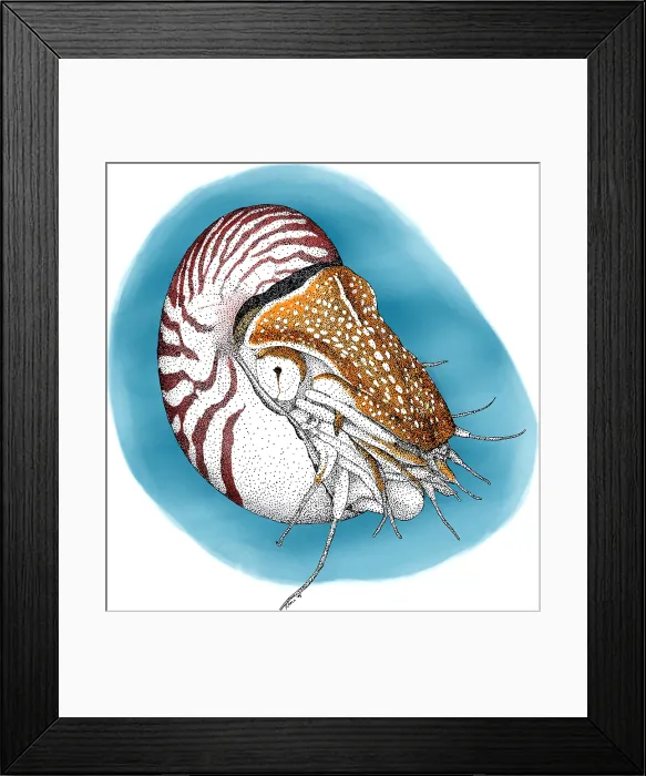 Framed Print : Chambered Nautalis Framed Print : Chambered Nautalis