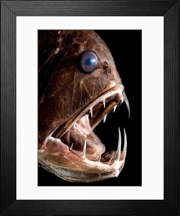 Framed Print : Deep Sea Fangtooth