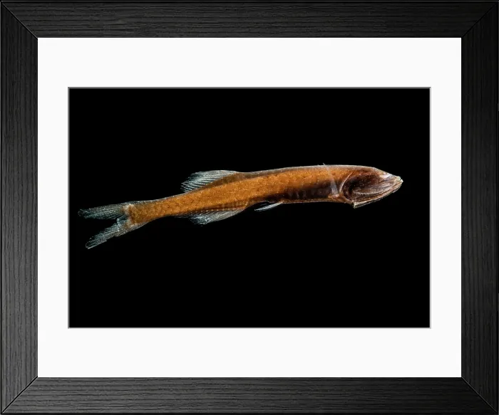 Framed Print : Hidden Bristlemouth (Cyclothone obscura) Framed Print : Hidden Bristlemouth (Cyclothone obscura)