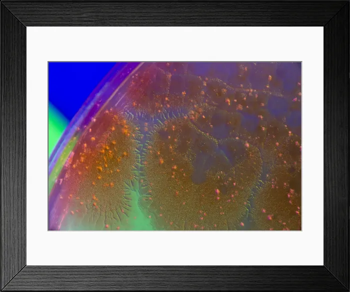 Framed Print : Marine Actinomycetes Framed Print : Marine Actinomycetes