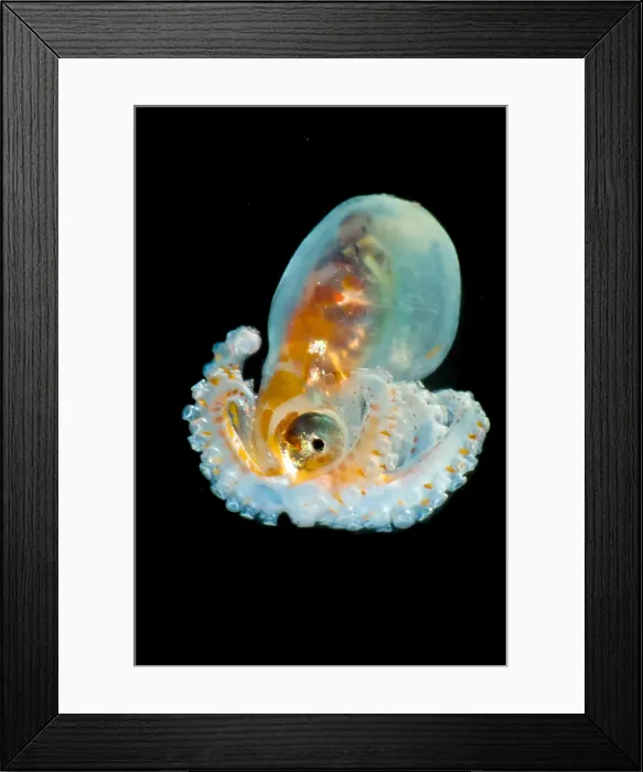 Framed Print : Larval Octopod, trawled from Florida Straits Framed Print : Larval Octopod, trawled from Florida Straits