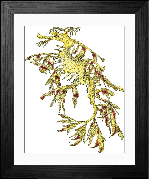 Framed Print : Leafy Sea Dragon