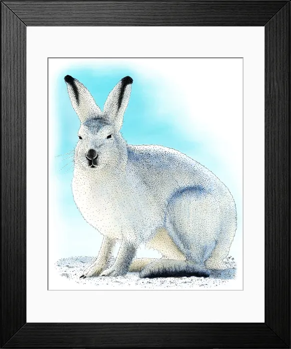 Framed Print : Showshoe Hare Framed Print : Showshoe Hare