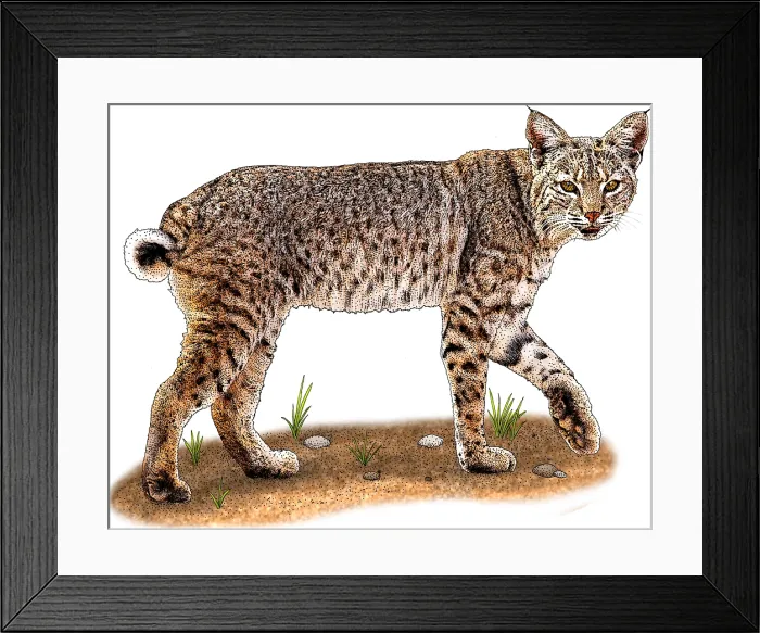 Framed Print : Bobcat. Illustration of a Bobcat (Lynx rufus) Framed Print : Bobcat. Illustration of a Bobcat (Lynx rufus)