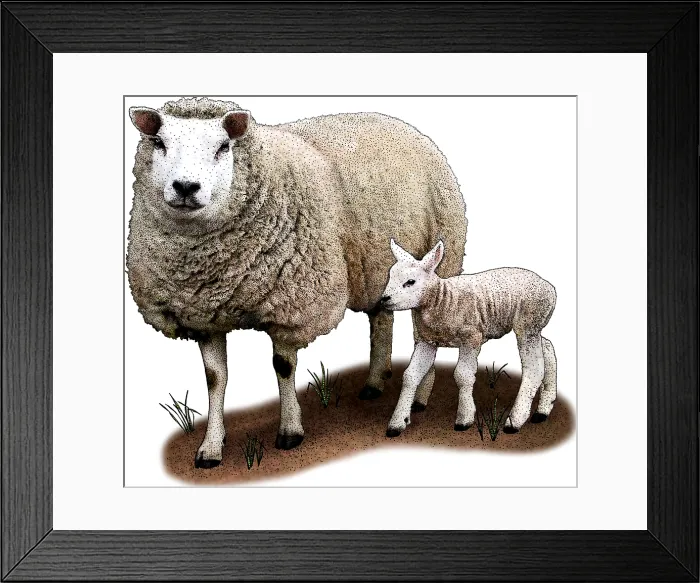 Framed Print : Texel Sheep Framed Print : Texel Sheep