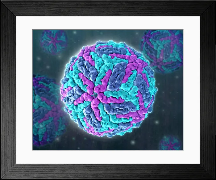 Framed Print : Zika virus, Molecular Model Framed Print : Zika virus, Molecular Model