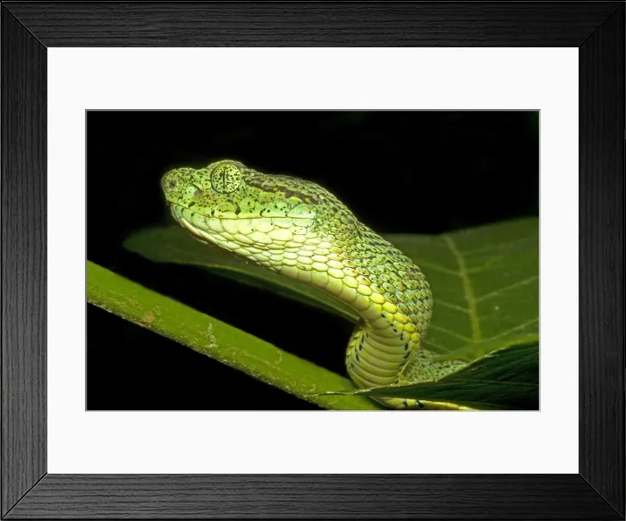 Framed Print : Two-Striped Forest Pit Viper Framed Print : Two-Striped Forest Pit Viper