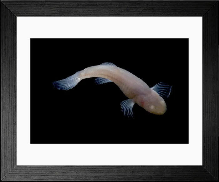 Framed Print : Southern Cave Fish