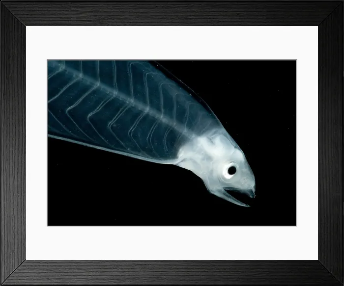 Framed Print : Leptocephalus Larva Framed Print : Leptocephalus Larva