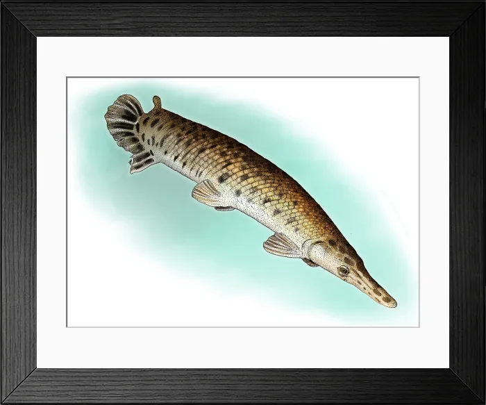 Framed Print : Alligator Gar Framed Print : Alligator Gar