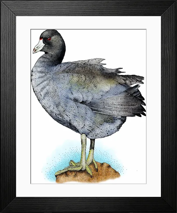 Framed Print : American coot Framed Print : American coot