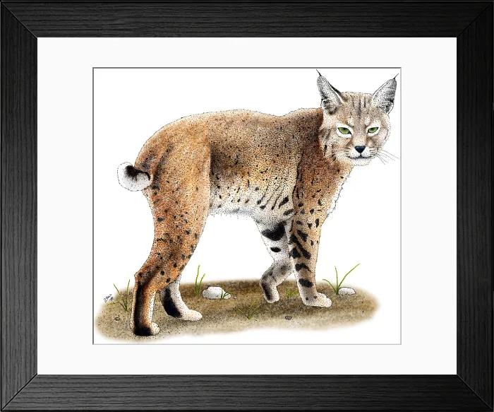 Framed Print : Bobcat. Illustration of a Bobcat (Lynx rufus) Framed Print : Bobcat. Illustration of a Bobcat (Lynx rufus)