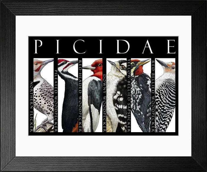 Framed Print : Woodpeckers of North America