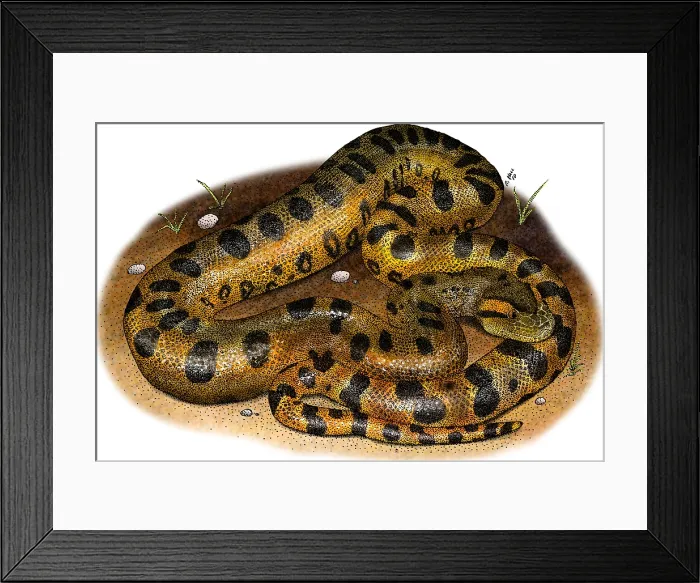 Framed Print : Green Anaconda Framed Print : Green Anaconda