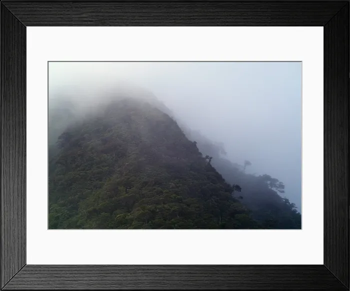 Framed Print : Cloud Forest Framed Print : Cloud Forest