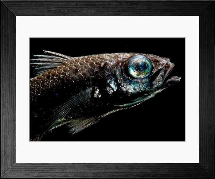 Framed Print : Atlantic Pelagic Basslet Framed Print : Atlantic Pelagic Basslet