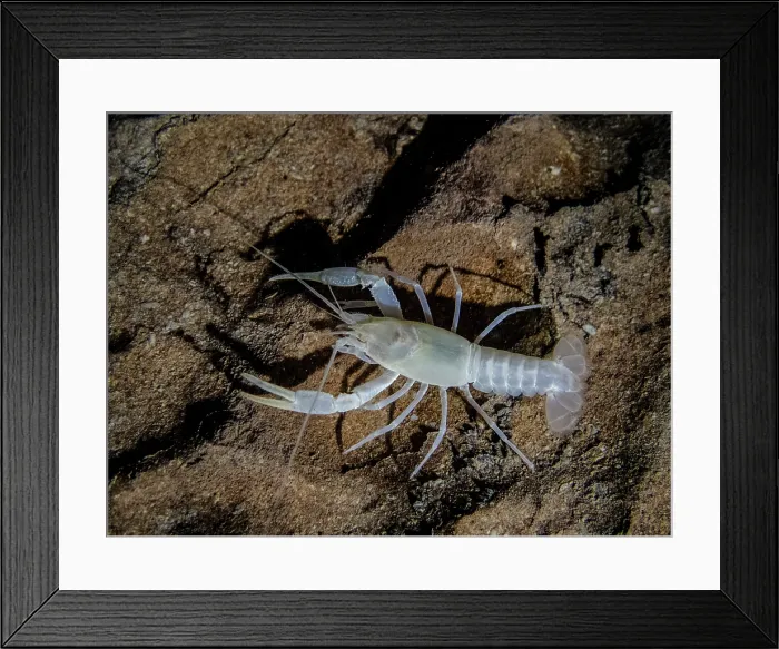 Framed Print : Oklahoma Cave Crayfish (Cambarus tartarus) Framed Print : Oklahoma Cave Crayfish (Cambarus tartarus)