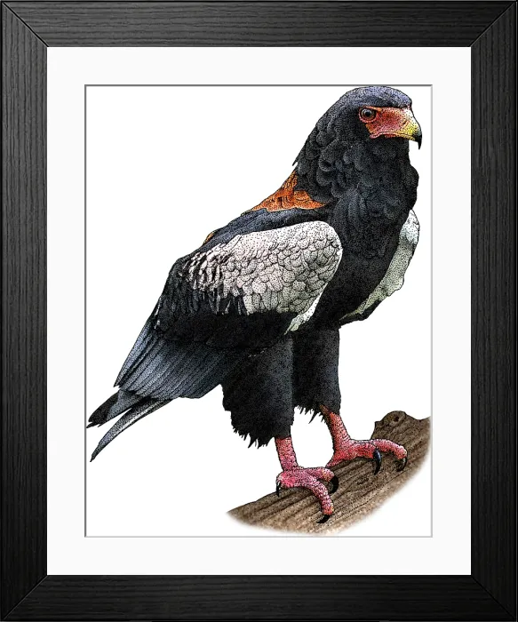 Framed Print : Bateleur. Illustration of a Bateleur eagle (Terathopius ecaudatus)