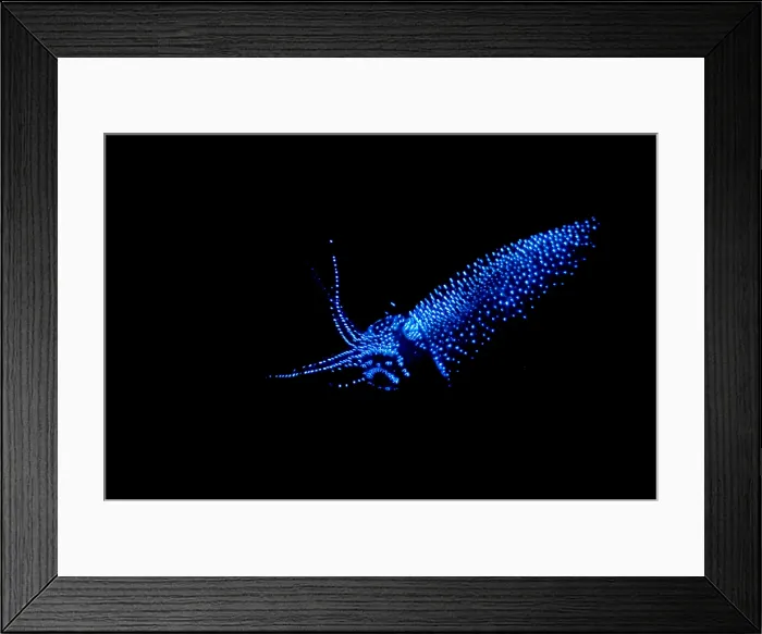 Framed Print : Firefly Squid