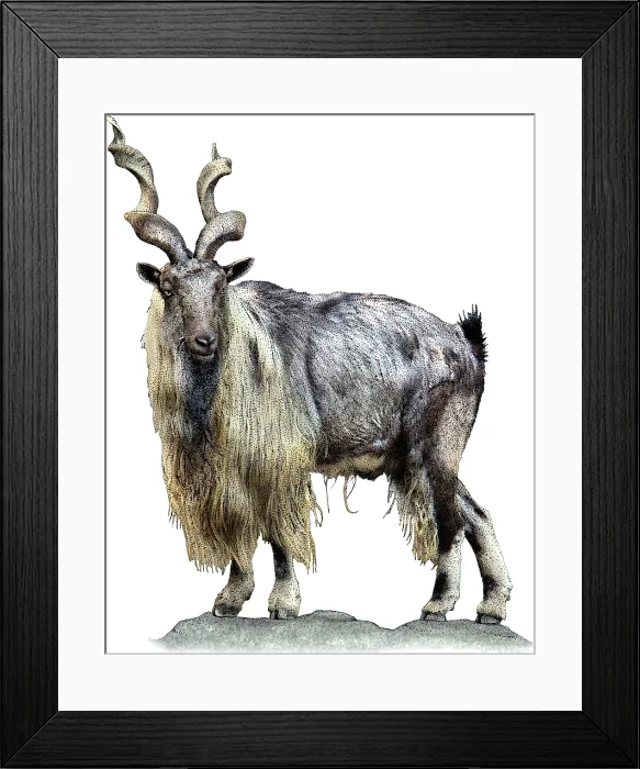 Framed Print : Tadjik markhor Framed Print : Tadjik markhor