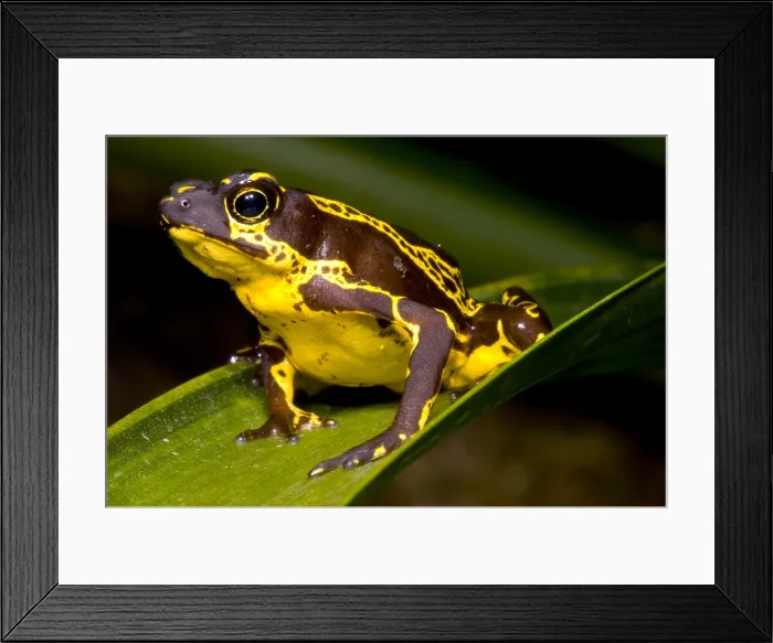 Framed Print : Harlequin Frog
