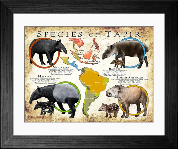 Framed Print : Species of Tapir Framed Print : Species of Tapir
