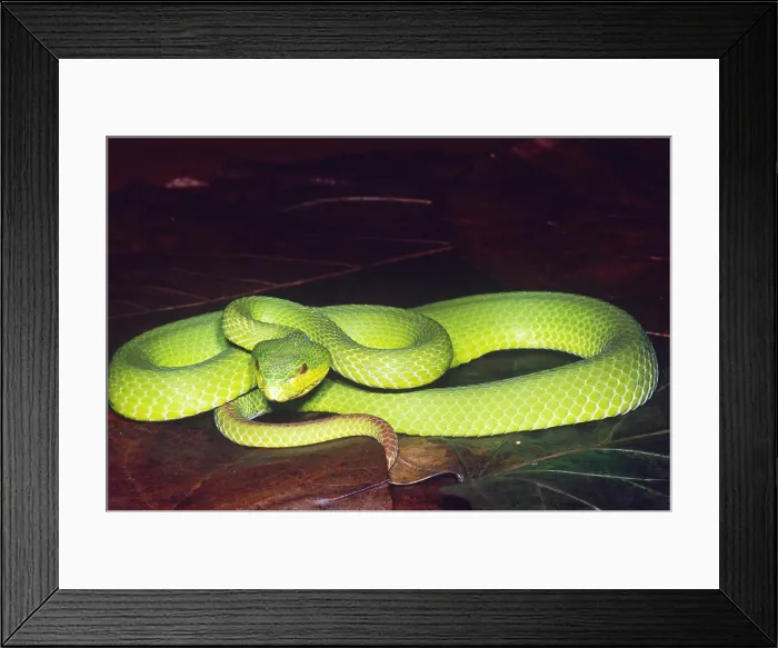 Framed Print : Island Pit Viper Framed Print : Island Pit Viper
