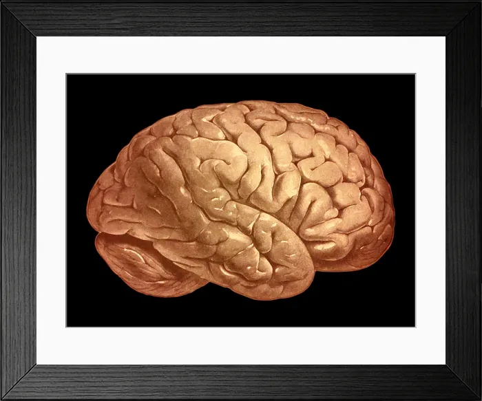 Framed Print : Brain illustration from an old human anatomy book Framed Print : Brain illustration from an old human anatomy book