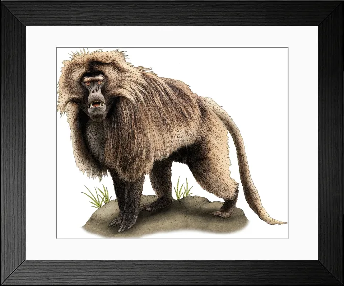 Framed Print : Gelada baboon Framed Print : Gelada baboon