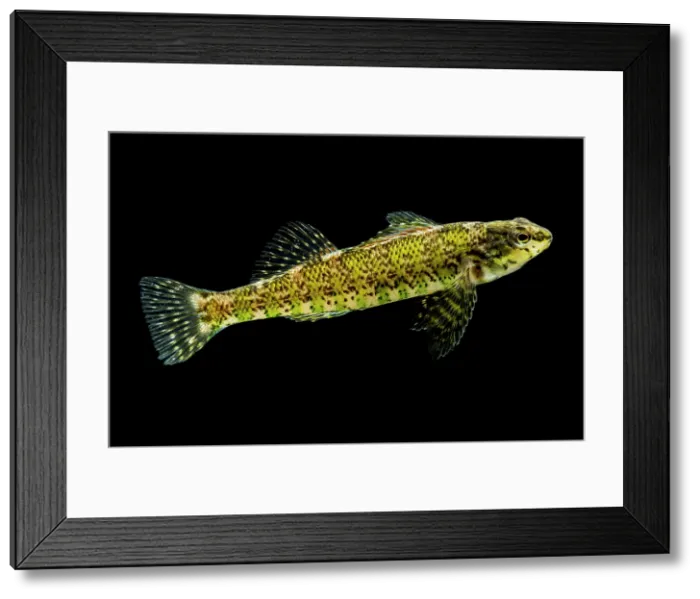 Framed Print : Banded Darter (Etheostoma zonale) Framed Print : Banded Darter (Etheostoma zonale)