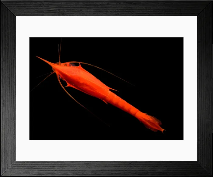 Framed Print : Mysid Shrimp Framed Print : Mysid Shrimp
