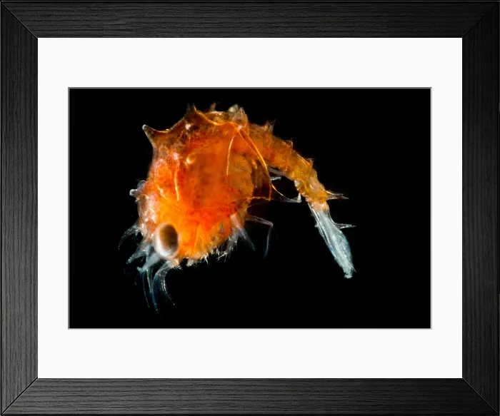 Framed Print : Larval Shrimp, mysis stage Framed Print : Larval Shrimp, mysis stage