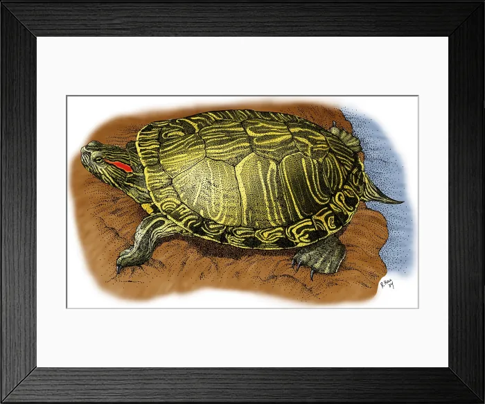 Framed Print : Red Eared Slider Framed Print : Red Eared Slider