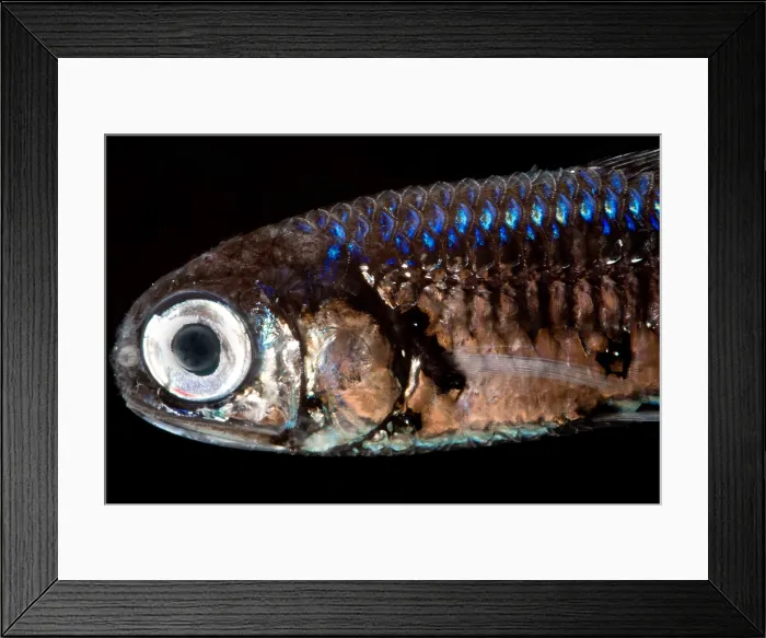 Framed Print : Lanternfish (Myctophum asperum)