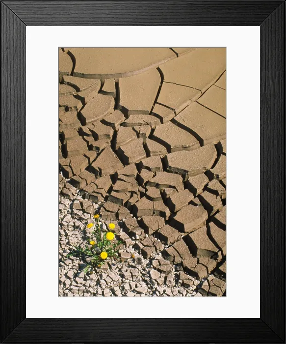 Framed Print : Mud cracks in a drying pond