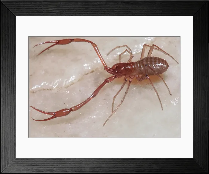 Framed Print : Cave Adapted Pseudoscorpion