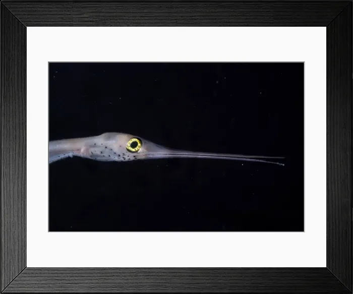 Framed Print : Snipe Eel. Snipe eels, family Nemichthyidae, have a delicate-looking mouth Framed Print : Snipe Eel. Snipe eels, family Nemichthyidae, have a delicate-looking mouth