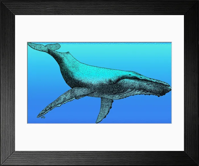 Framed Print : Humpback Whale Framed Print : Humpback Whale