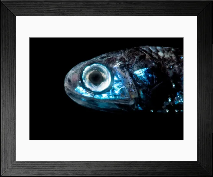 Framed Print : Warming's Lanternfish (Ceratoscopelus warmingi) Framed Print : Warming's Lanternfish (Ceratoscopelus warmingi)