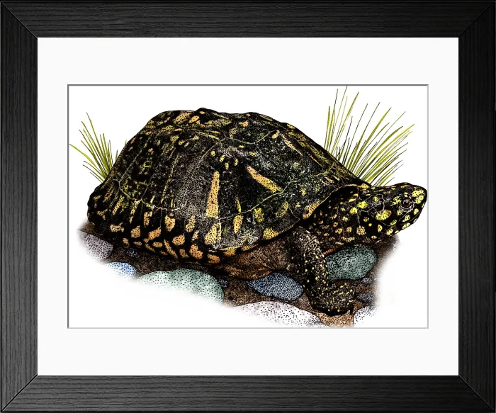 Framed Print : Black Pond Turtle Framed Print : Black Pond Turtle