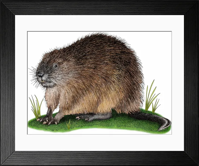Framed Print : Muskrat, Ondatra zibethicus Framed Print : Muskrat, Ondatra zibethicus