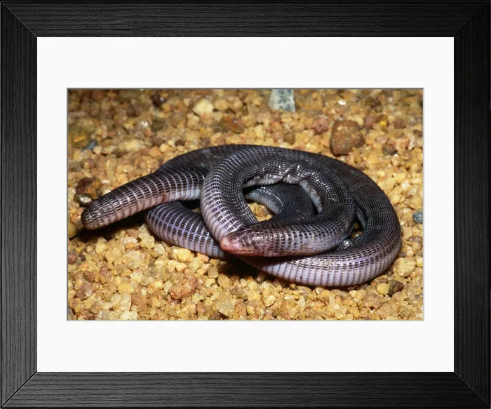 Framed Print : Anamarie's Amphisbaenian Framed Print : Anamarie's Amphisbaenian