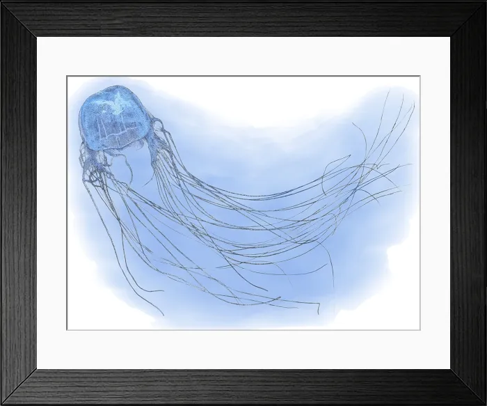 Framed Print : Box Jellyfish, Illustration Framed Print : Box Jellyfish, Illustration