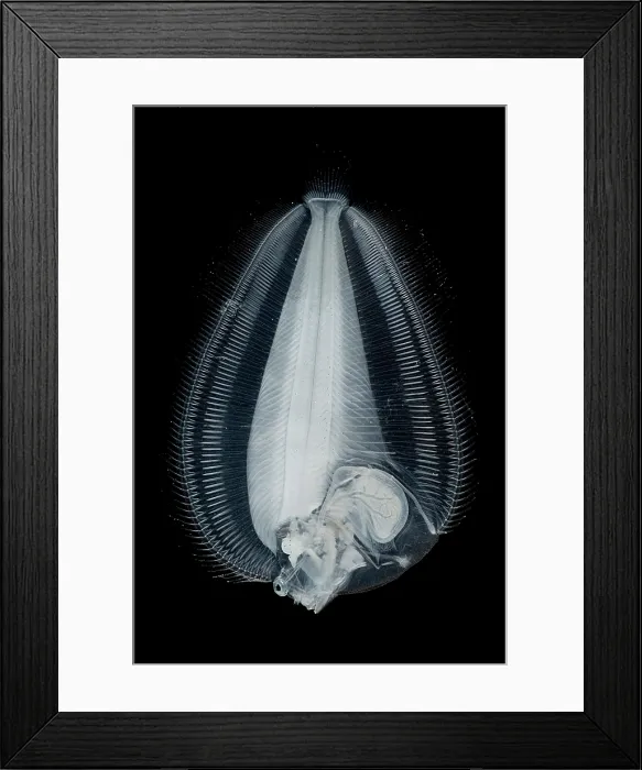 Framed Print : Dover Sole Larva Framed Print : Dover Sole Larva