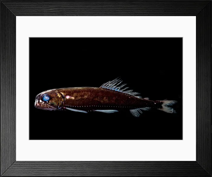 Framed Print : Dragonfish (Astronesthes oligoa) Framed Print : Dragonfish (Astronesthes oligoa)