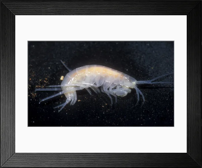 Framed Print : Oklahoma Cave Amphipod Framed Print : Oklahoma Cave Amphipod