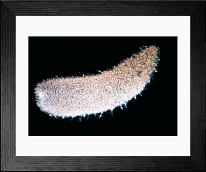 Framed Print : Pyrosome (Pyrosoma sp.) Framed Print : Pyrosome (Pyrosoma sp.)